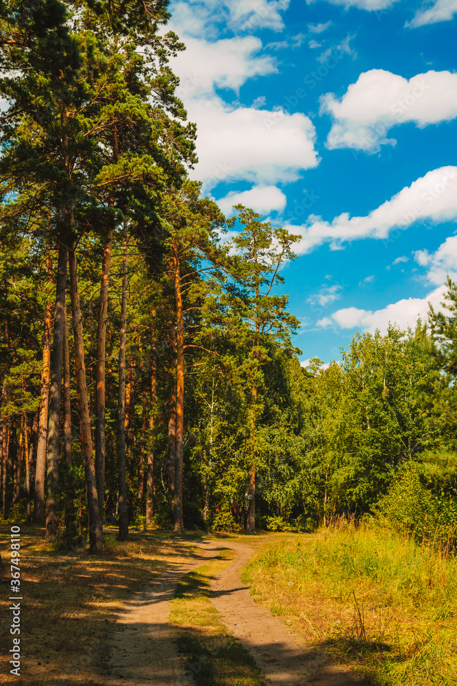 Fototapeta premium Road in pine forest, blue sky with clouds