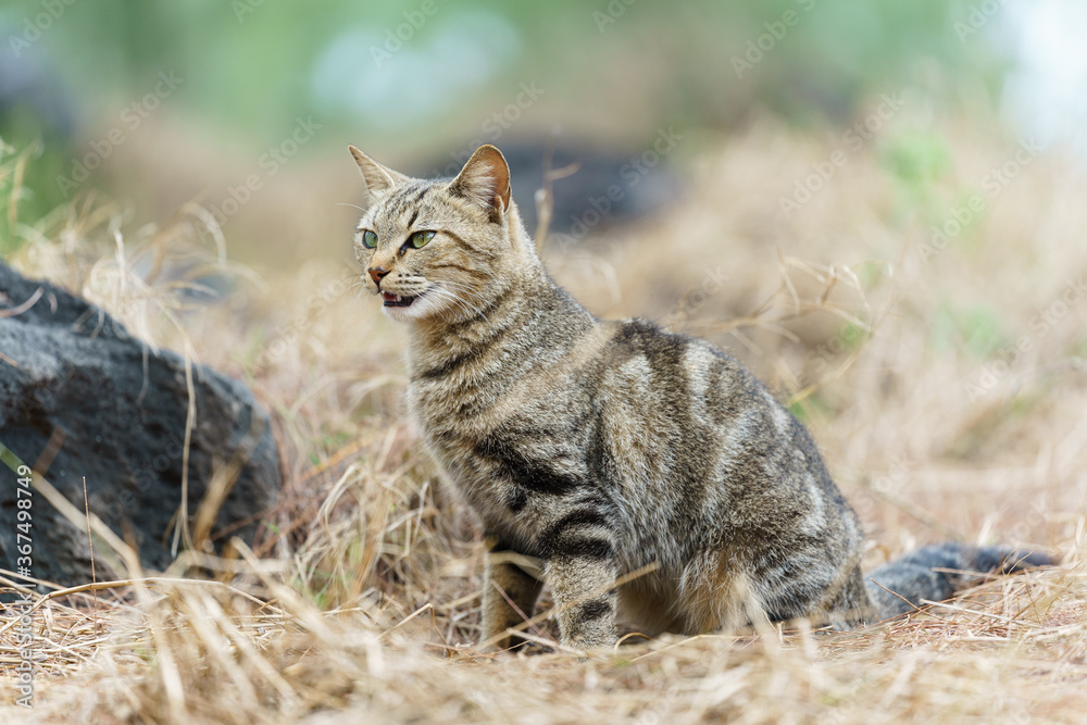 chat sauvage dans la nature chat sauvage dans la nature