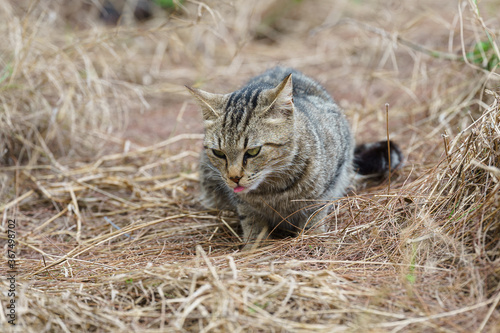 chat sauvage dans la nature photo