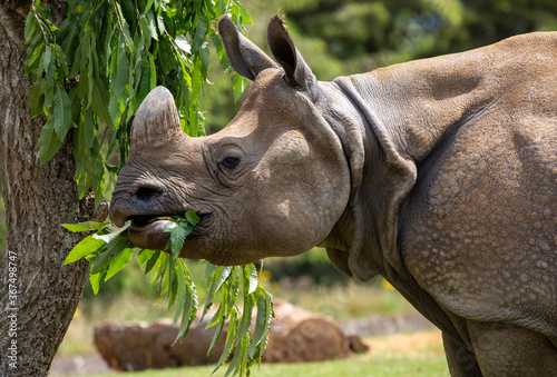 rhino in a zoo feeding on leaves