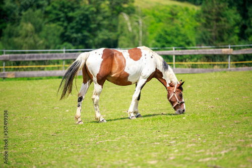 Criollo horse stands on a green meadow