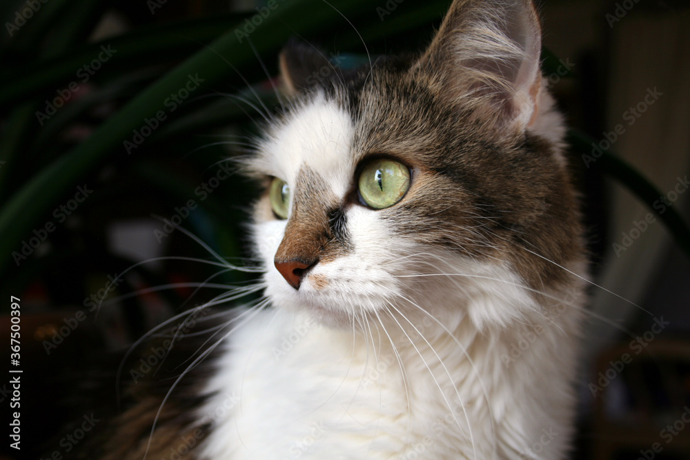 A serious cat A serious cat