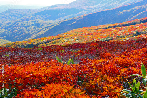 栗駒国定公園、紅葉の栗駒山。栗原、宮城、日本。10月上旬。 © 義美 前田