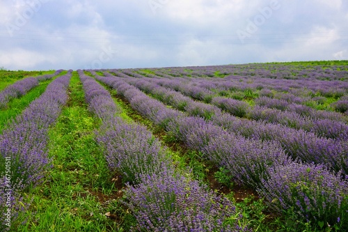 lavender field in serbia