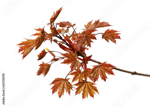Branch of maple tree with autumn dark red maple-leafs
