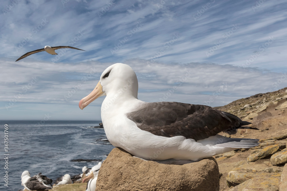 Black browed Albatross on nest Black browed Albatross on nest