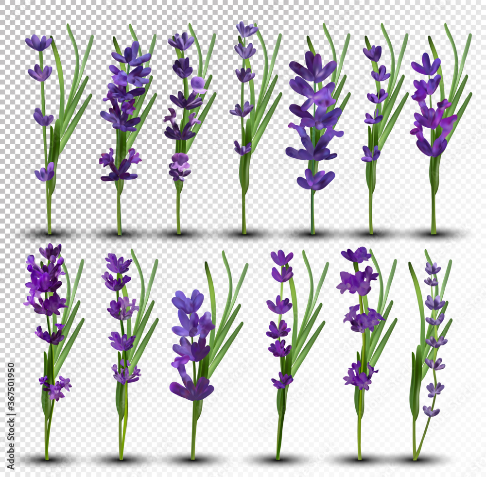 Obraz premium Bunch beautiful violet flowers. Lavender isolated on white background. Fragrant bunch lavender. Tender bouquet of lavender. 3d vector illustration