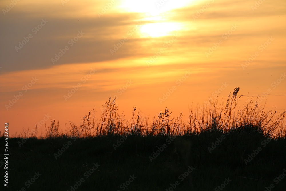 Grass against the sunset sky