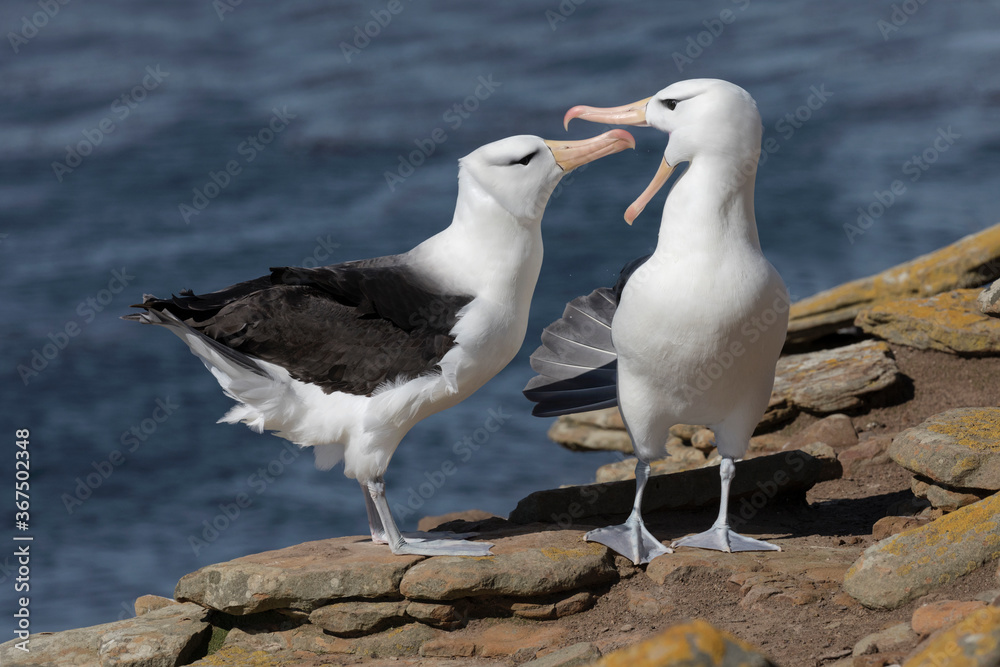 Black browed Albatross courtship display Black browed Albatross courtship display