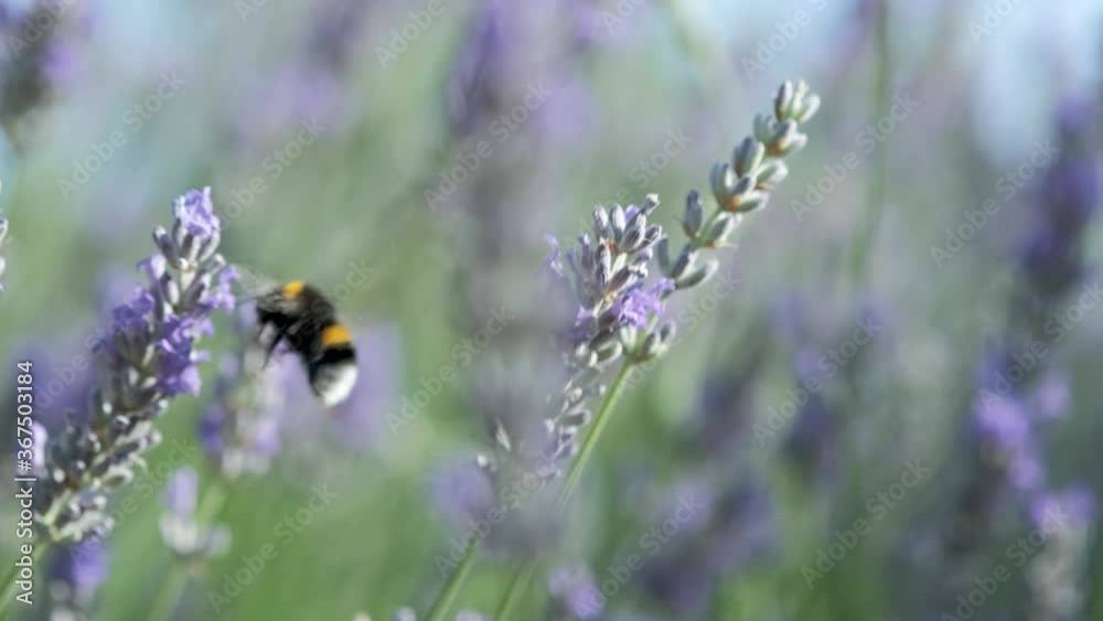Bumblebee or big bee collects nectar from purple Lavandula angustifolia flower in sunny day. Pollination of plants, wild life of insects. 4K close up video. Wild English lavender flowers in nature. Bumblebee or big bee collects nectar from purple Lavandula angustifolia flower in sunny day. Pollination of plants, wild life of insects. 4K close up video. Wild English lavender flowers in nature.
