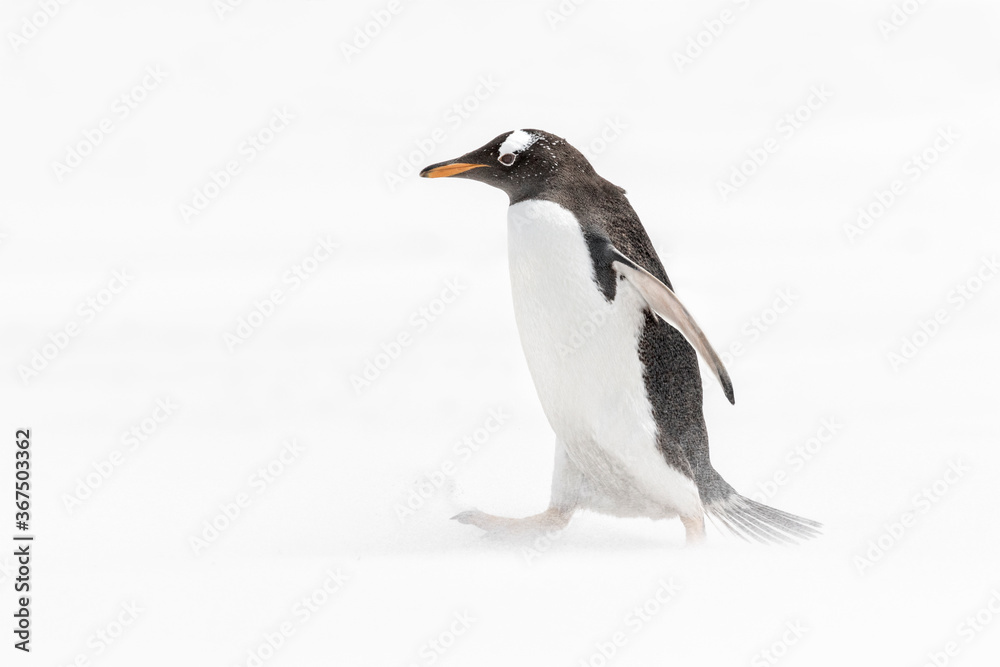 Fototapeta premium Gentoo Penguin in a whiteout sandstorm