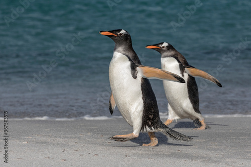 Gentoo Penguin pair walking along the beach