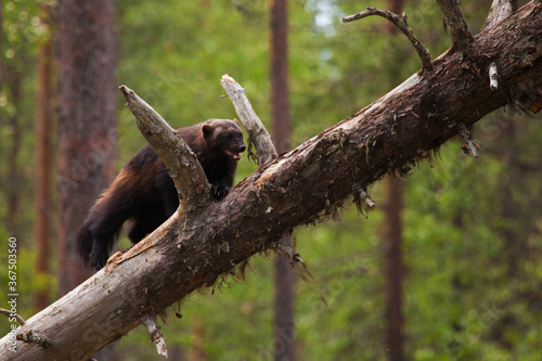 Wolverine climbing on a old tree to find some food, shot in Northern Karelia, FInland