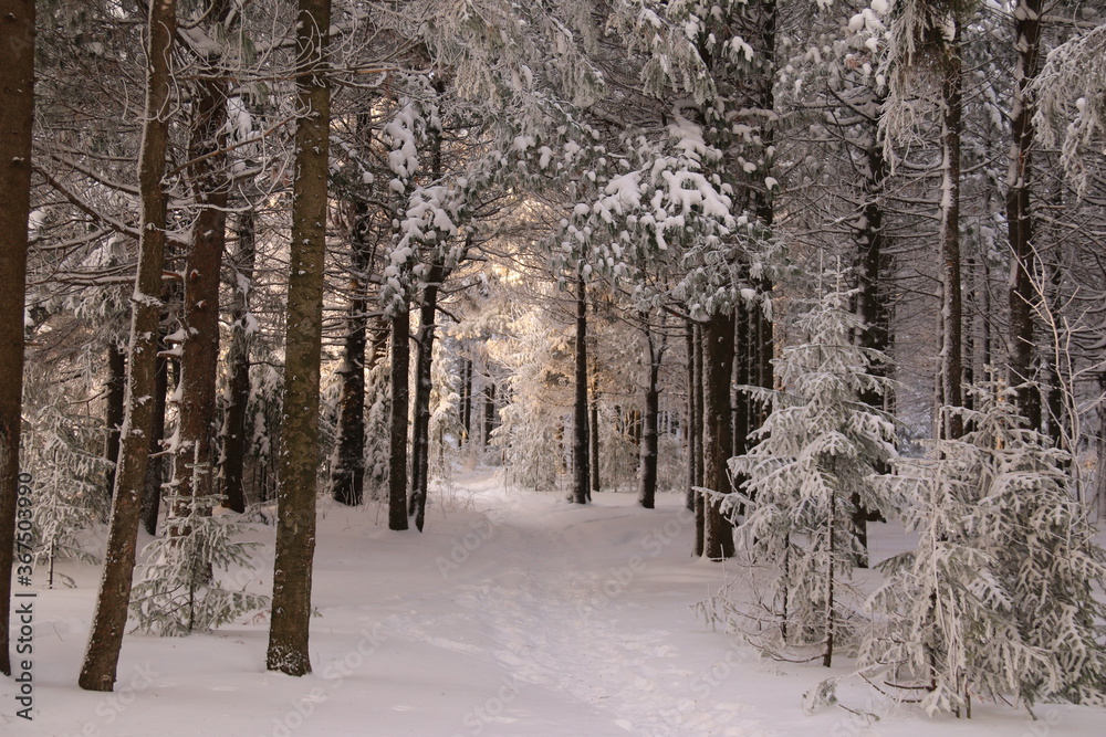 The trail leading into the depths of the snow-covered frosty forest, illuminated by the setting sun