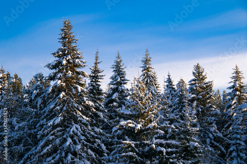 The tops of tall trees under the snow. Siberian taiga