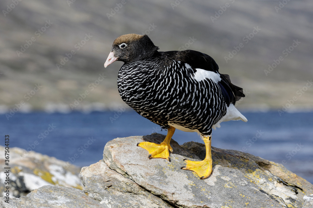 Fototapeta premium Kelp Goose female