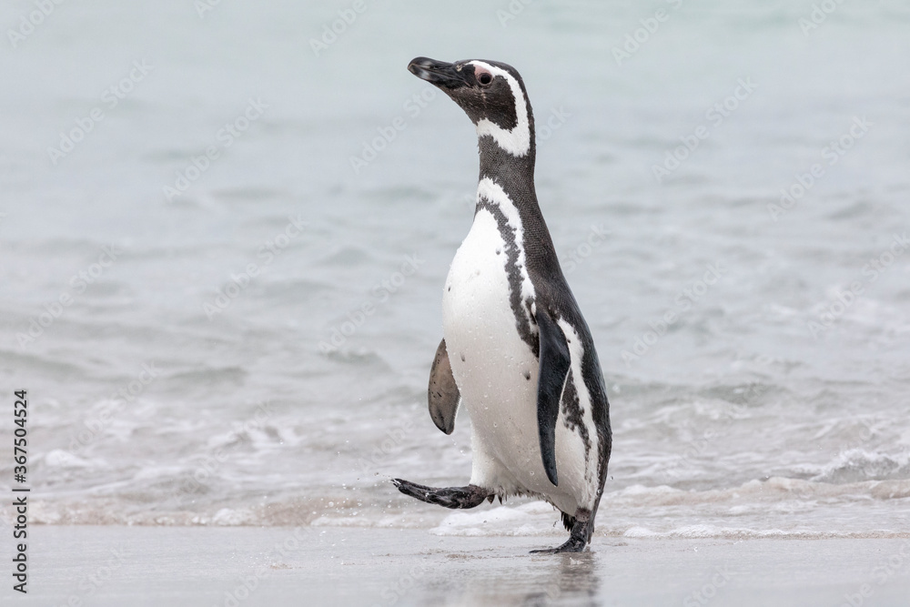 Fototapeta premium Magellanic Penguin walking along a Falklands beach