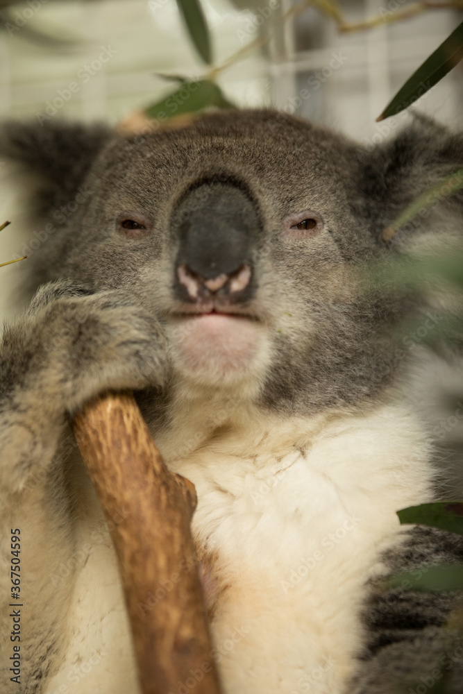 Fototapeta premium Koala close up