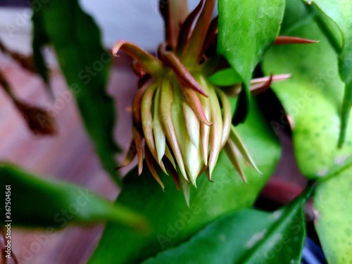 Brahma Kamal bud a rare flower Night blooming Cereus, Queen of the night, Lady of the night