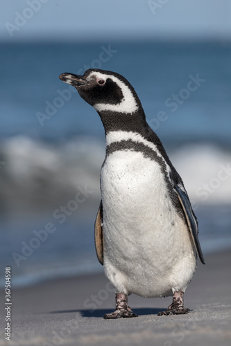 Magellanic Penguin stood on beach