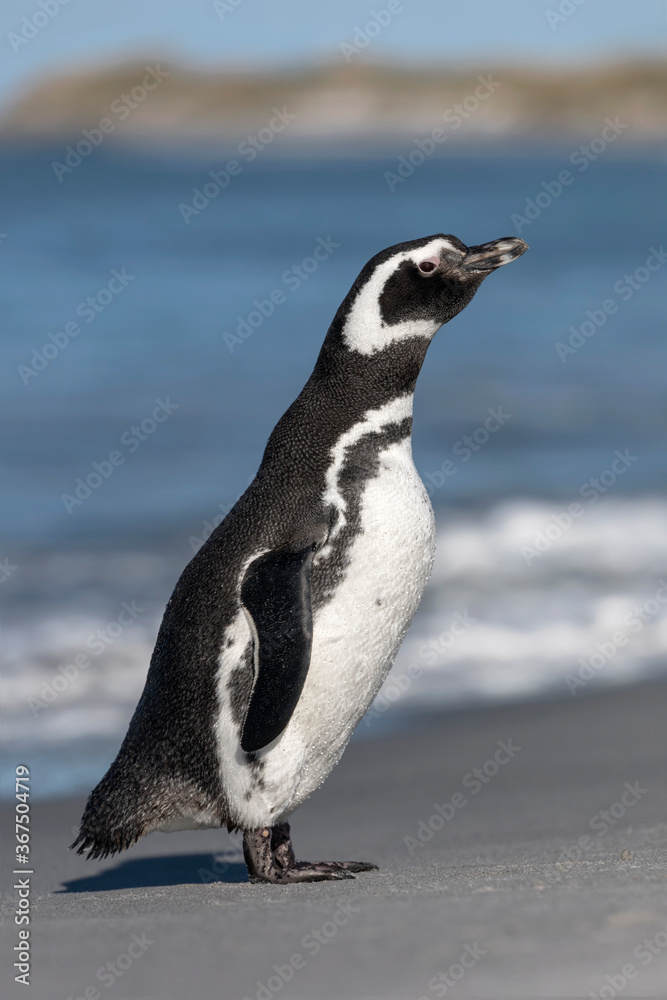 Fototapeta premium Magellanic Penguin stood on beach