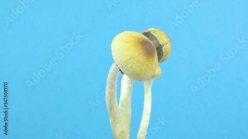 Psilocybe cubensis magic mushrooms. Mushroom rotation on a blue background. Sacred mushroom mazatek.