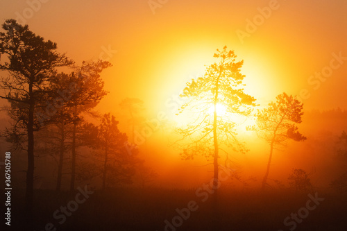 Stunning summery sunrise in a foggy Estonian bog with small pine trees in the foreground, Northern Europe. 