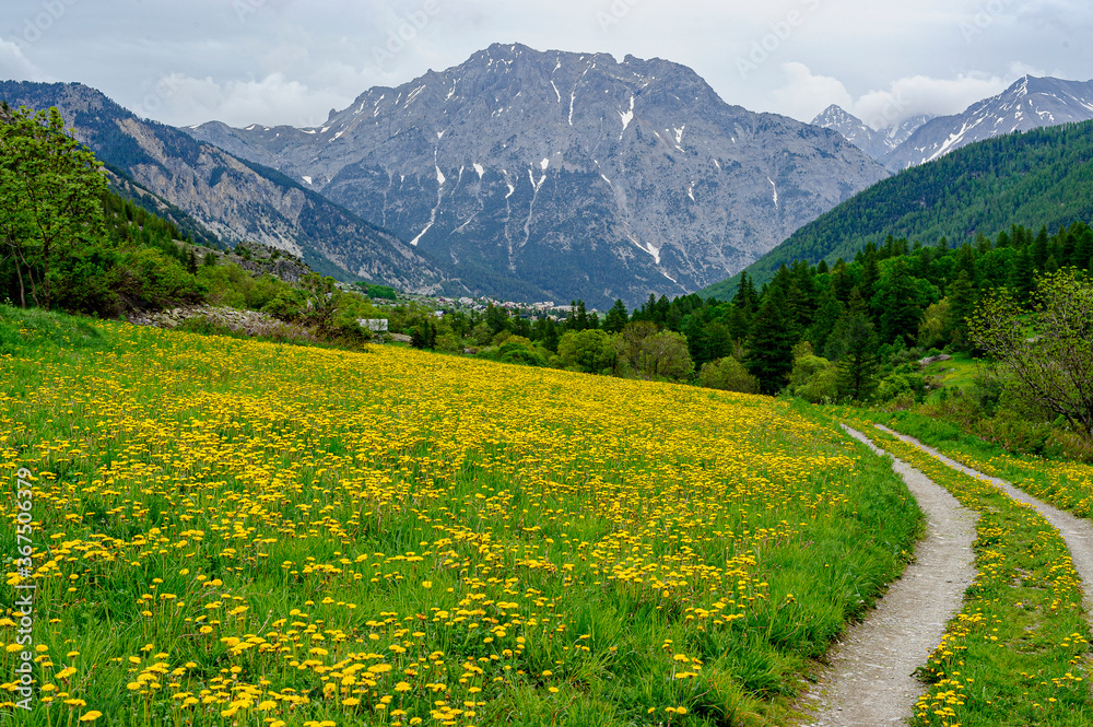 Flowering meadow of yellow arnicas. In the background, a mountain village and on the right a path. A mountain dominates the village.