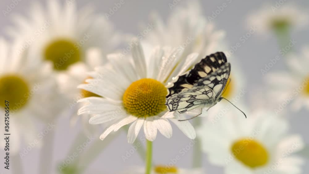 close-up of a Galatea butterfly with black and white wings walking on a blooming Daisy flower against the background of other daisies illuminated by the bright sun