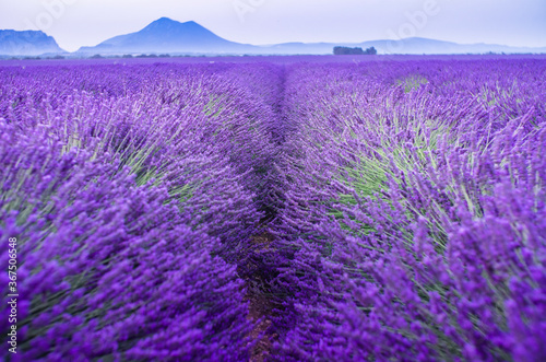 Lavender field summer sunrise landscape near Valensole. Provence  France