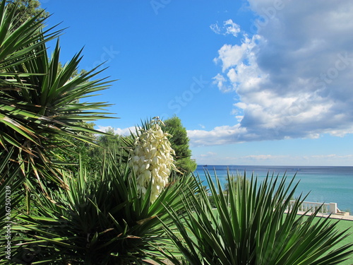 Beautiful flowering agave bush against a background of blue sea and sky. Bright green leaves and white agave flower against a blue sky with clouds and blue sea on a sunny summer day at the seaside