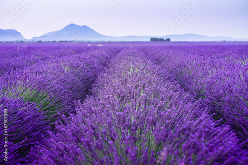 Lavender field summer sunrise landscape near Valensole. Provence  France