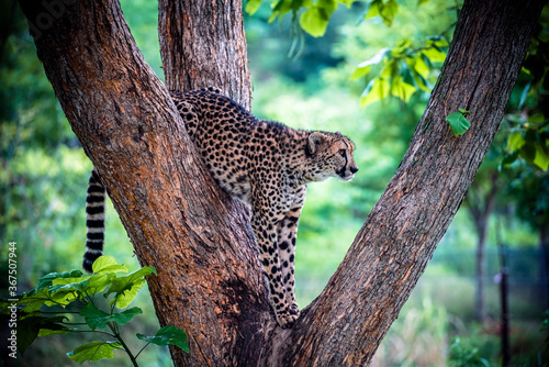 A cheetah in a tree at the Henry Doorly Zoo in Omaha, NE.