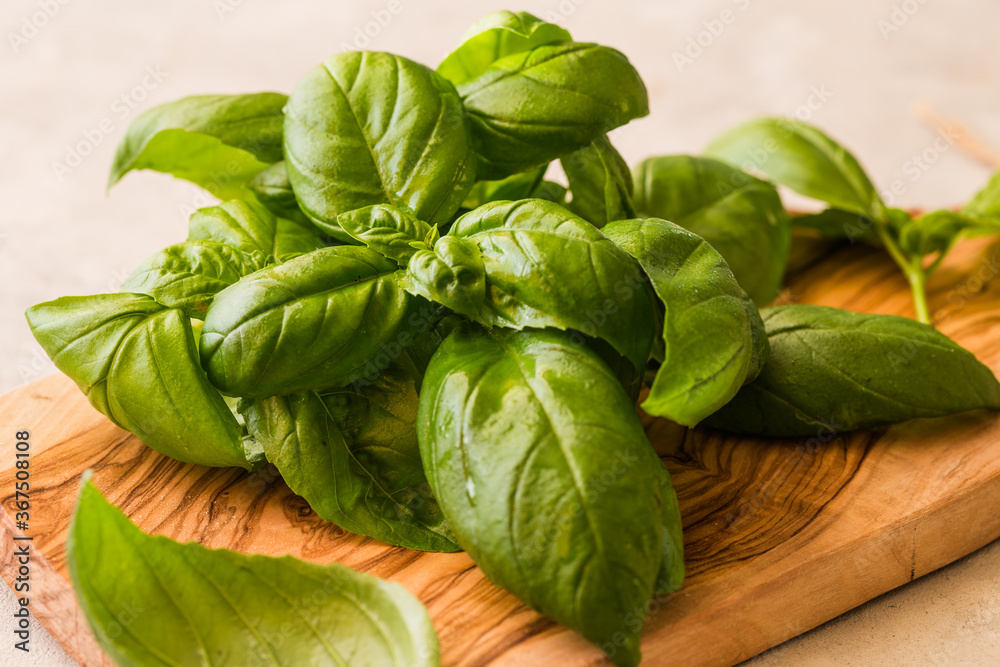 Green leafs of Genovese basil (Ocimum basilicum).Italian cuisine concept Green leafs of Genovese basil (Ocimum basilicum).Italian cuisine concept