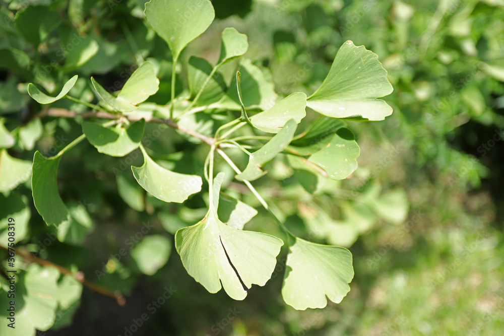 Obraz premium Ginkgo biloba leaves in nature on sunlight.
