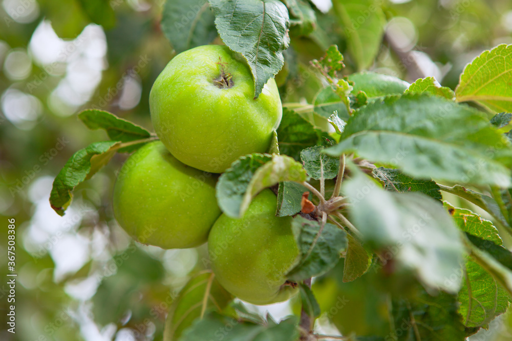 Common apples growing on a tree