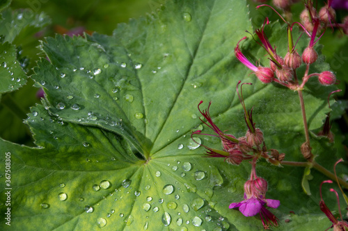 big rooted geranium drying off after the rain photo