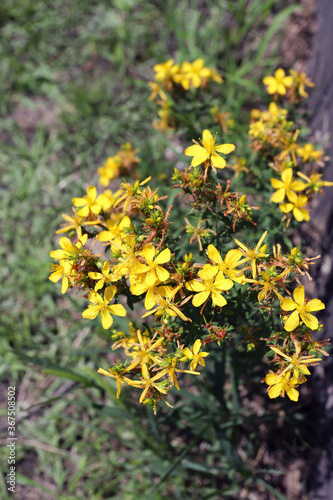 Hypericum perforatum in nature, common known as Saint John's wort and St John's wort