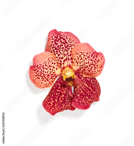 Beautiful orchid flower isolated on white background © Nik_Merkulov