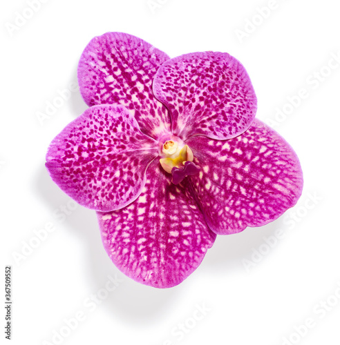 Beautiful pink orchid flower isolated on white background