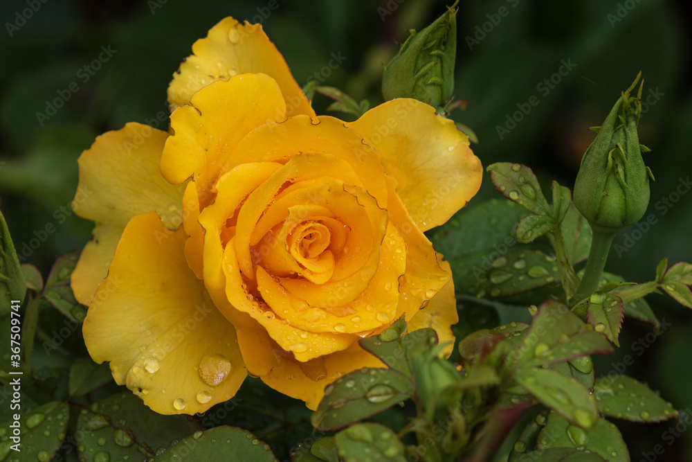 Blooming yellow rose outdoors just after rain, water droplets on fresh petals. On open air. Close-up. Blooming yellow rose outdoors just after rain, water droplets on fresh petals. On open air. Close-up.