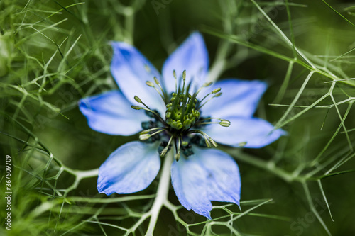 Bild auf Leinwand Black cumin or Nigella sativa or Black caraway, Roman coriander flower