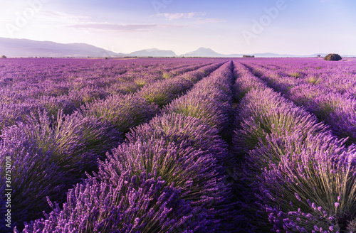 Lavender field summer sunrise landscape near Valensole. Provence  France