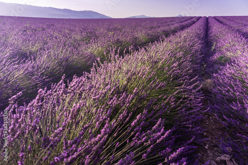 Lavender field summer sunrise landscape near Valensole. Provence, France 