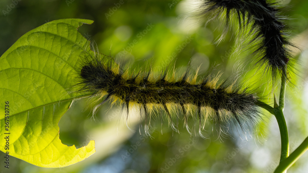 Hairy caterpillar feeding on a leaf
