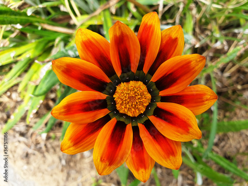 Top view of orange flower Gazania rigens.