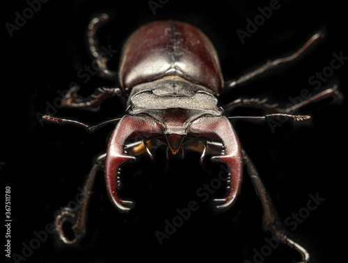 Lucanus cervus insect is listed in the Red Book. © maykal