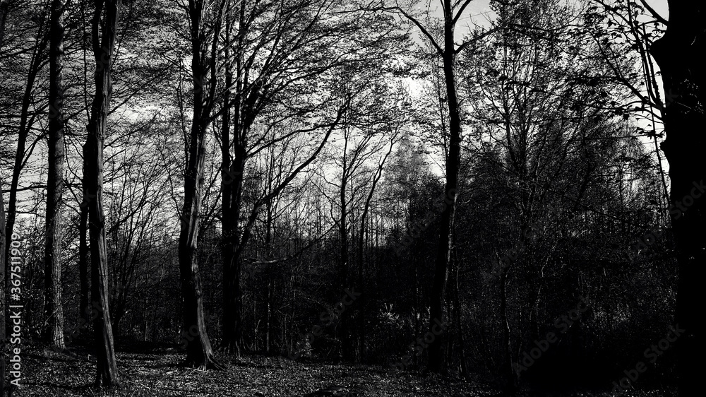 Dark scary halloween forest, gloomy wallpaper