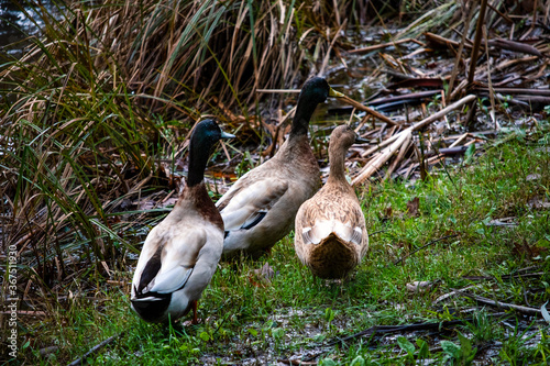 A trio of ducks walking around 1