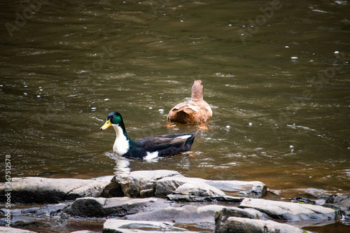 Two ducks swimming in a river